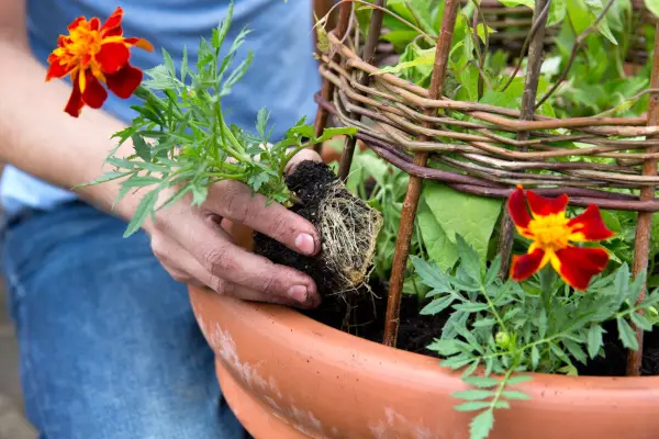 Planting the marigolds
