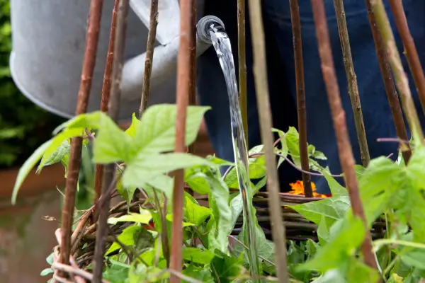 Watering the display