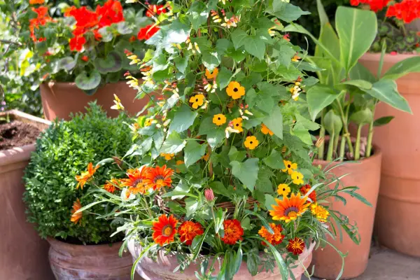 Gazania and black-eyed Susan pot display