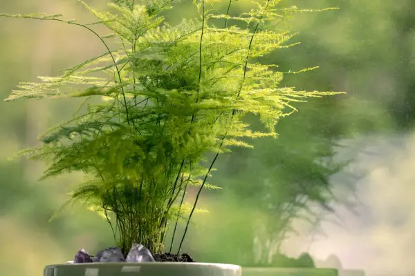 How to grow asparagus fern – Asparagus setaceus. Getty Images