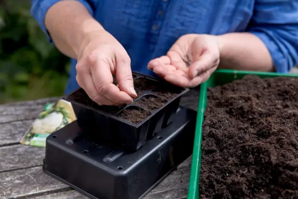 Sowing cauliflower seed