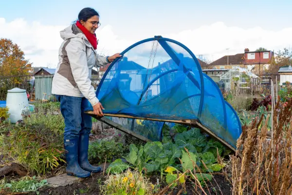 Placing a mesh frame over a bed of cauliflowers