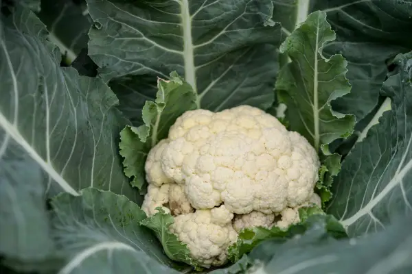 Cauliflower ready to harvest