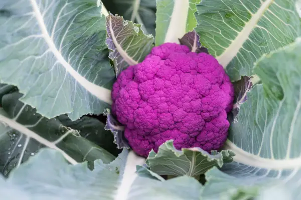 Purple cauliflower