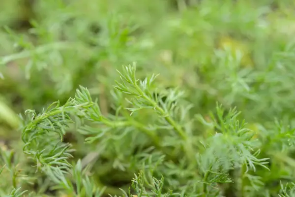 Comment cultiver une pelouse à la camomille