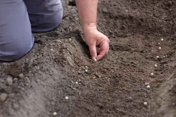 Sowing pea seeds