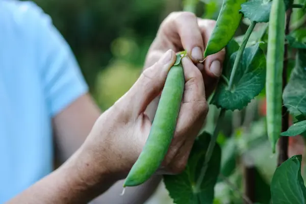 How to grow peas - harvesting peas