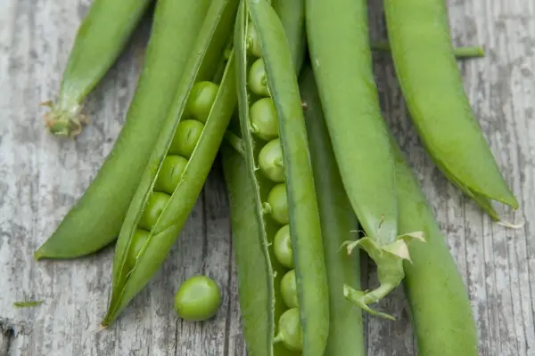 Pea 