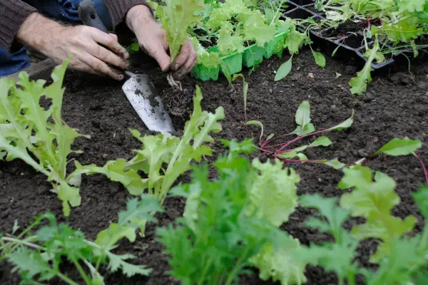 Planting out salad plugs