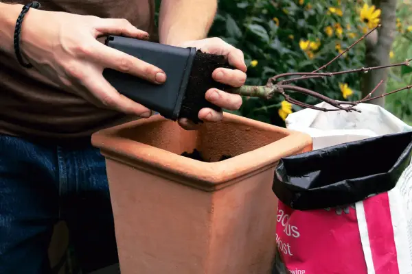 Fill the container with compost and remove the acer from its pot