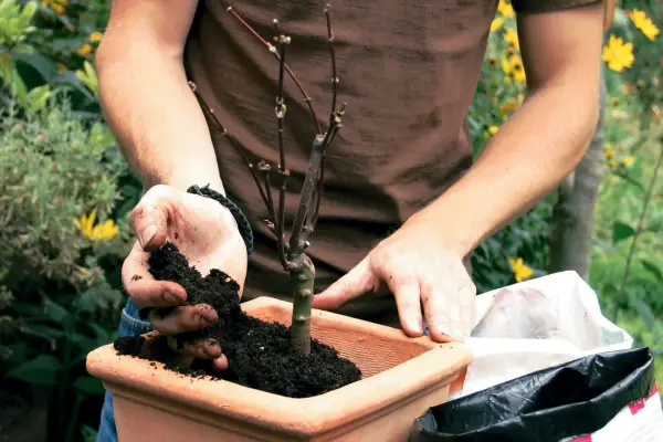 Fill around the plant with fresh compost