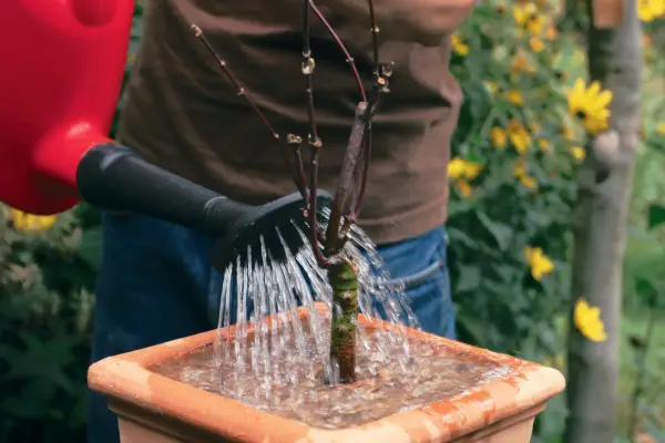 Top with a layer of mulch