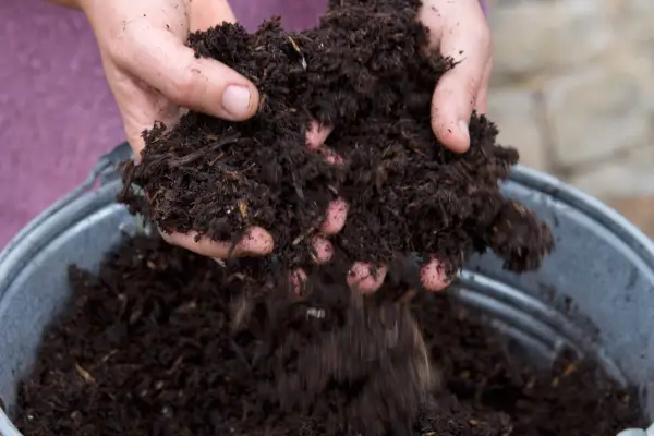 Adding compost to the container