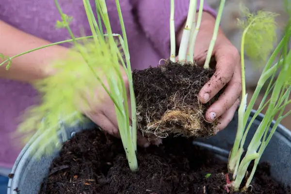 Planting up the container