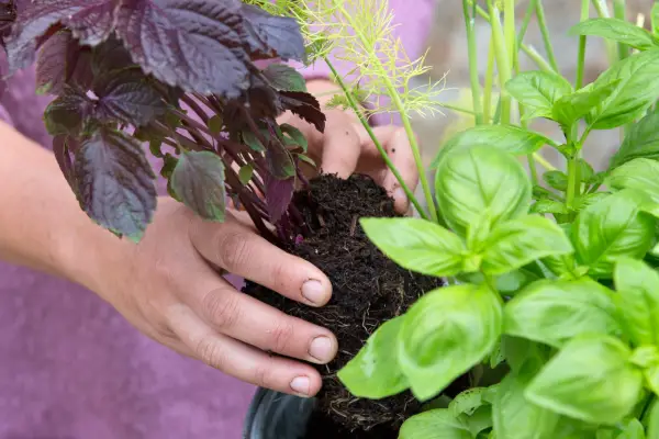 Planting around the edge of the container