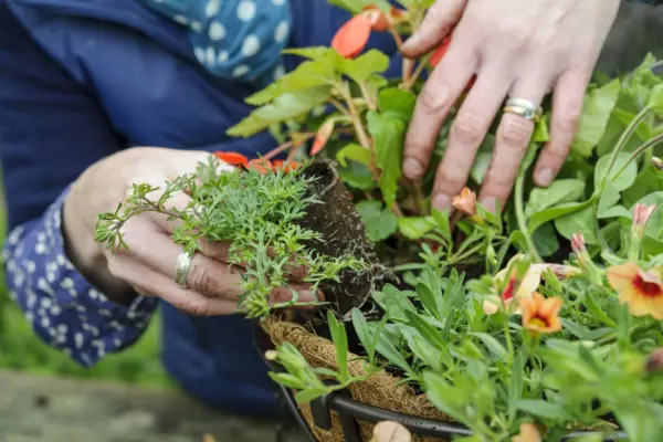 Planting up the basket