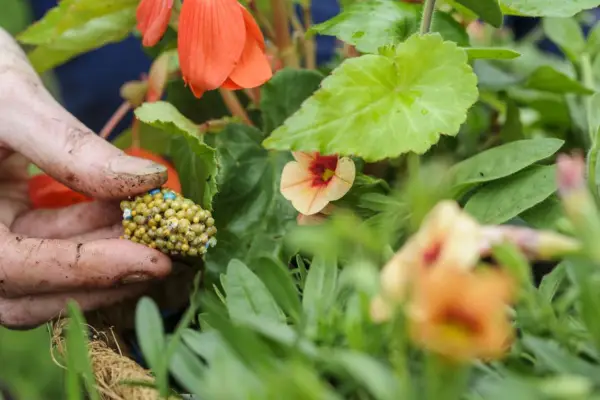 Adding slow-release fertiliser to the compost