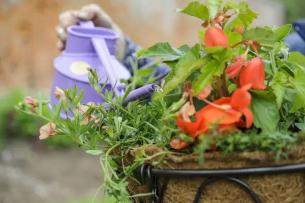 Watering the hanging basket