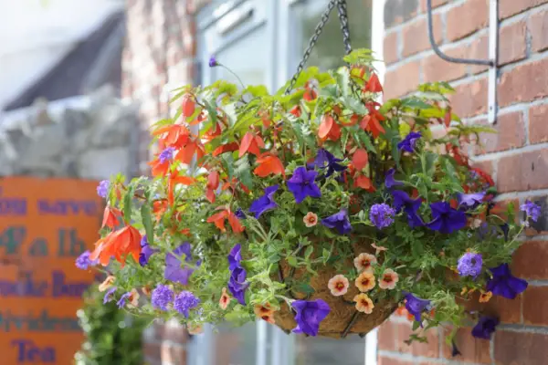 Begonia, petunia and calibrachoa hanging basket