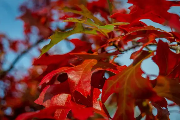 Northern red oak leaves - quercus rubra
