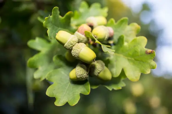 Close-up shot of acorns ripening on an oak tree in autumn. A bunch of acorns surrounded by oak tree leaves in sunlight.