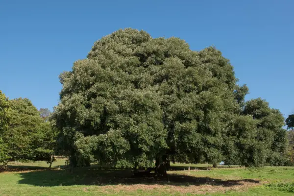 Evergreen Oak, Holm Oak, Holly Oak Tree (Quercus ilex) in a Park with a Bright Blue Sky