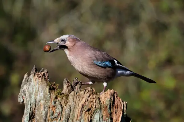 Jay, Garrulus glandarius, Single bird on log, Warwickshire, October 2018