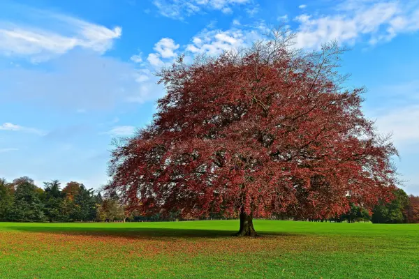 Red Oak in Autumn