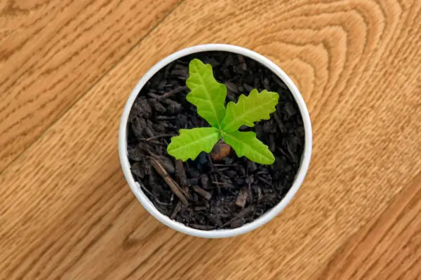 Little oak with tiny leafs in a white flower pot, wooden background (oak).