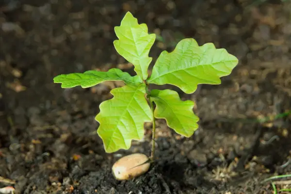 English oak (Quercus robur) sprouting from acorn, close-up