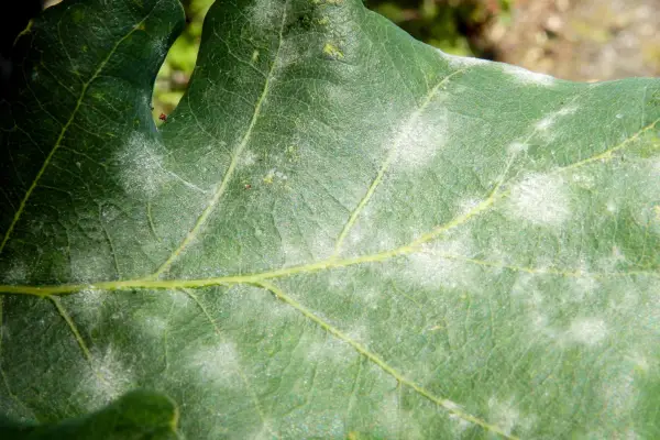 A close up of an Oak Leaf infected with Powdery Mildew, a common plant disease