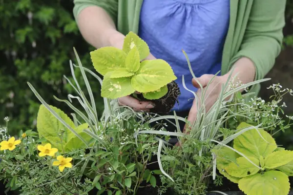 Planting up the window box