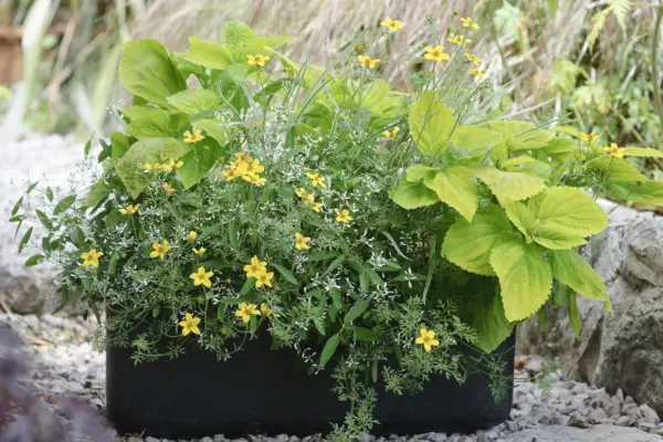 Euphorbia, coleus and bidens window box