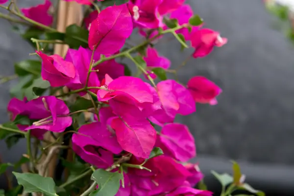 How to grow bougainvillea. Pink bougainvillea flowers