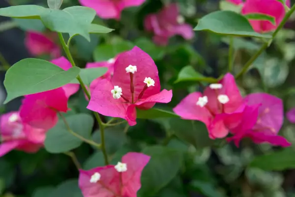 How to grow bougainvillea - Bougainvillea 
