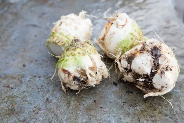 Freshly harvested celeriac bulbs