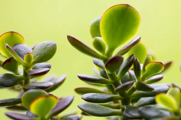 Crassula ovata. Getty Images