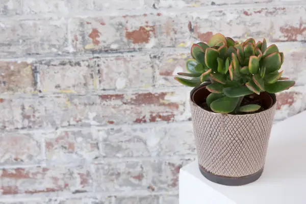 כיצד לגדל צמח ירקן (Crassula ovata)