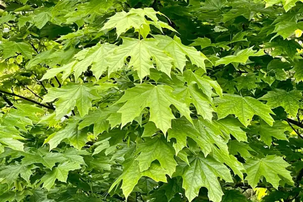 2048x1365_A-platanoides_SEO_GettyImages-1396042878