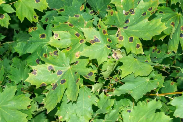 2048x1365_A-platanoides_Rhytisma-acerinum-fungus_SEO_GettyImages-1360316322