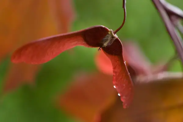 2048x1365_A-platanoidesCrimsonKIng_SEO_GettyImages-629390013