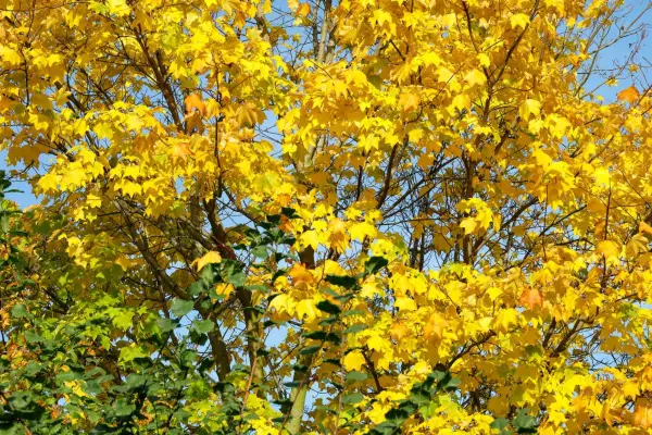 Comment cultiver l'érable norvégien