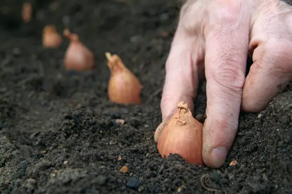 Planting shallot sets