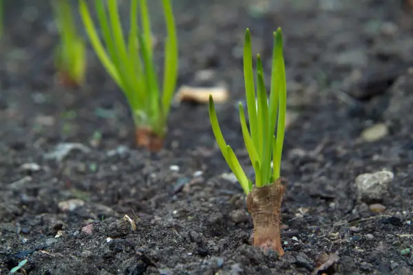Shallot foliage appearing above ground