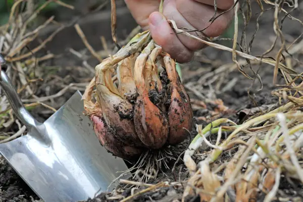 Harvesting shallots