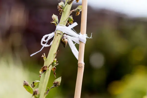 How to grow verbascums - verbascum seedheads