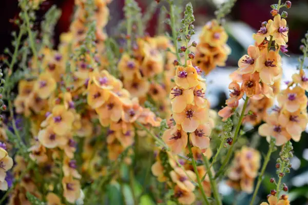 How to grow Verbascums - Verbascum 
