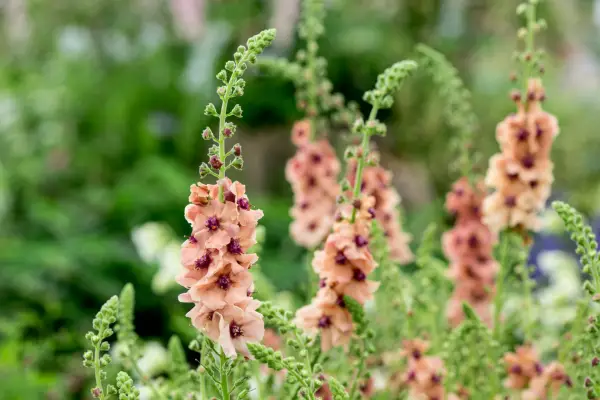 How to grow verbascums