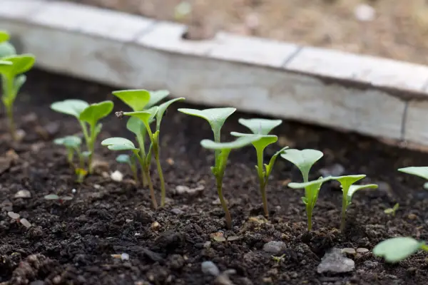 Salad seedlings