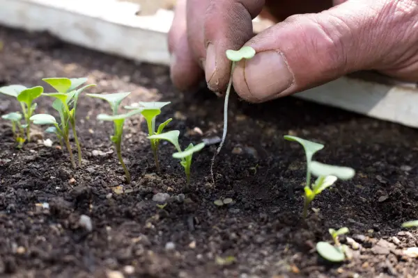 Thinning out salad seedlings